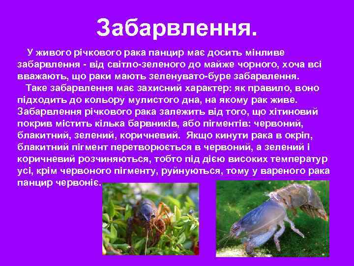 Забарвлення. У живого річкового рака панцир має досить мінливе забарвлення - від світло-зеленого до