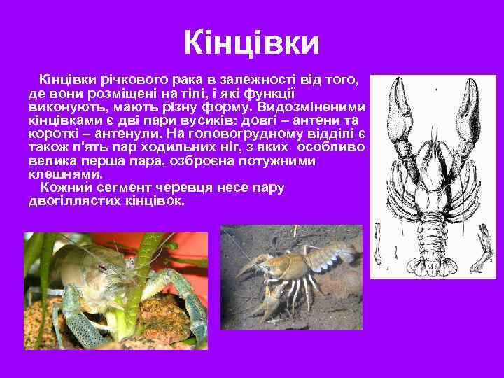 Кінцівки річкового рака в залежності від того, де вони розміщені на тілі, і які