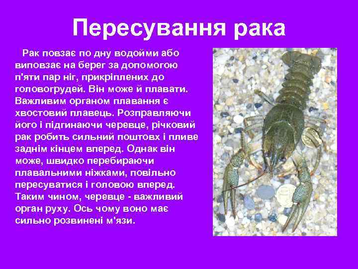 Пересування рака Рак повзає по дну водойми або виповзає на берег за допомогою п'яти
