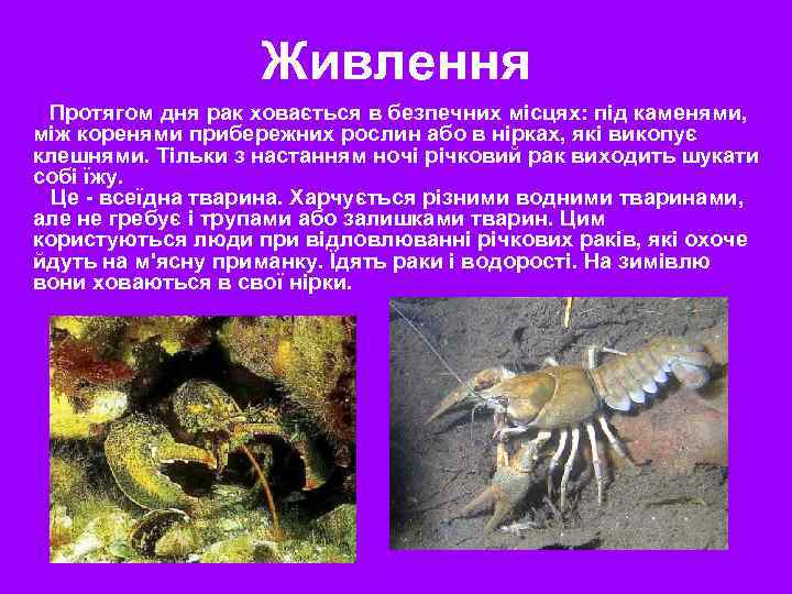 Живлення Протягом дня рак ховається в безпечних місцях: під каменями, між коренями прибережних рослин