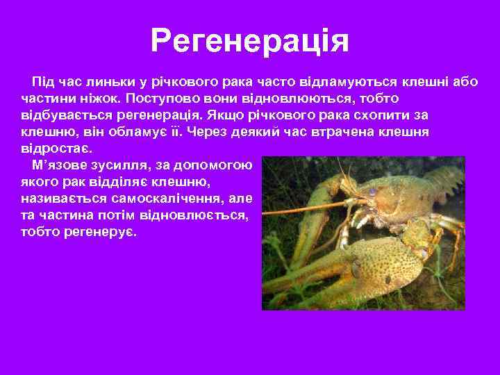 Регенерація Під час линьки у річкового рака часто відламуються клешні або частини ніжок. Поступово