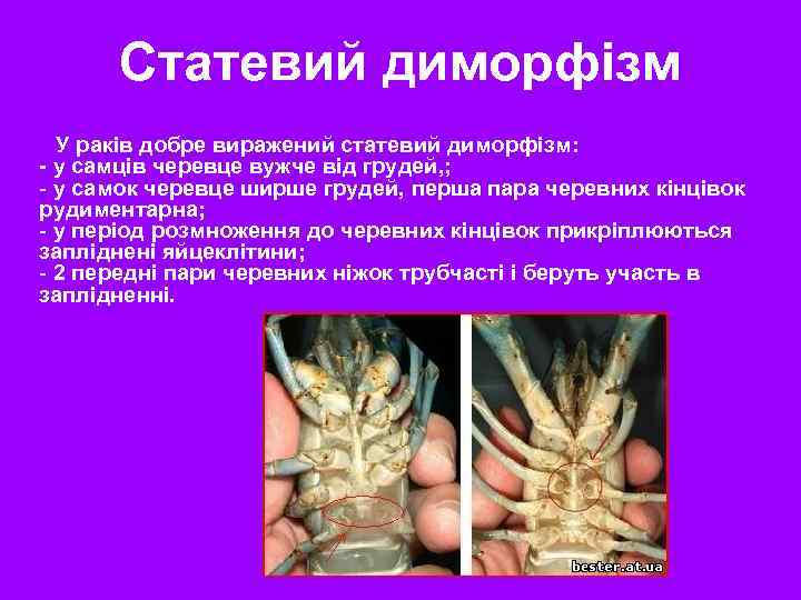 Статевий диморфізм У раків добре виражений статевий диморфізм: - у самців черевце вужче від