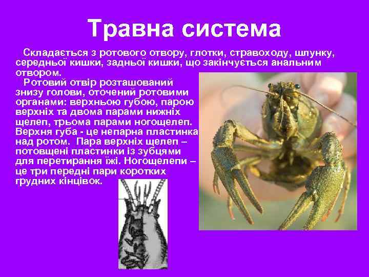 Травна система Складається з ротового отвору, глотки, стравоходу, шлунку, середньої кишки, задньої кишки, що