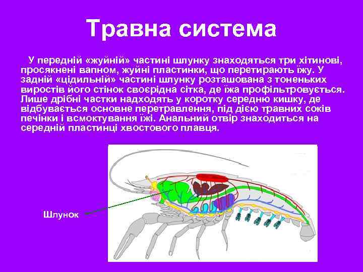 Травна система У передній «жуйній» частині шлунку знаходяться три хітинові, просякнені вапном, жуйні пластинки,