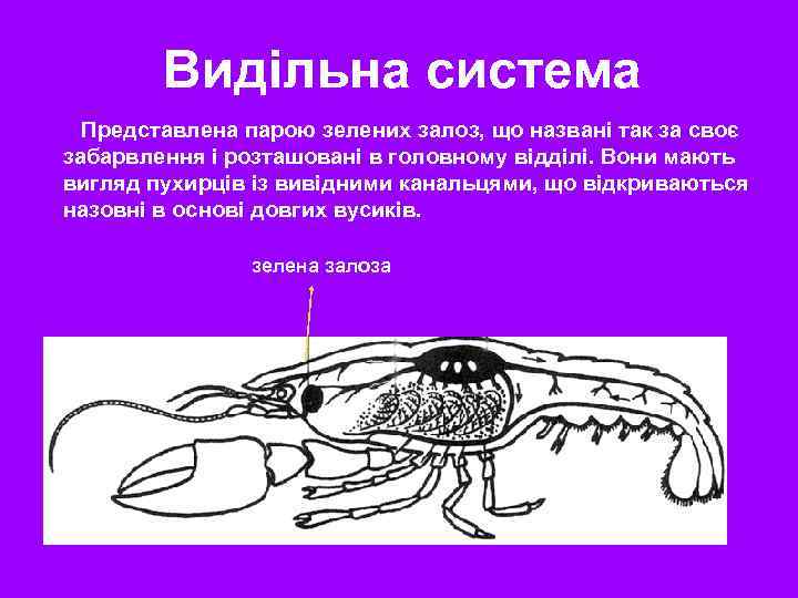 Видільна система Представлена парою зелених залоз, що названі так за своє забарвлення і розташовані