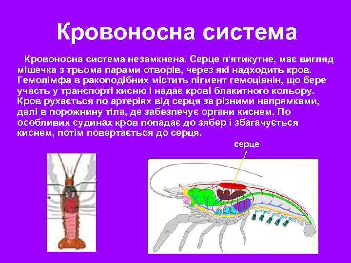 Кровоносна система незамкнена. Серце п’ятикутне, має вигляд мішечка з трьома парами отворів, через які