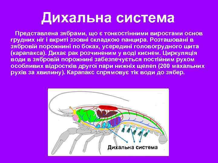 Дихальна система Представлена зябрами, що є тонкостінними виростами основ грудних ніг і вкриті ззовні