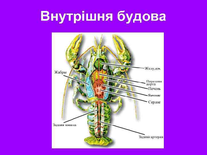 Внутрішня будова 