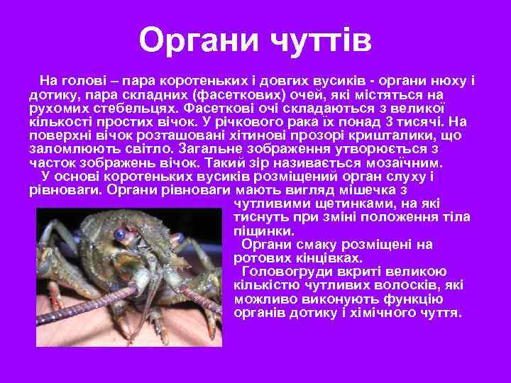Органи чуттів На голові – пара коротеньких і довгих вусиків - органи нюху і