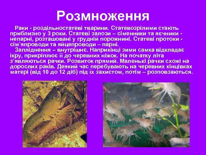 Розмноження Раки - роздільностатеві тварини. Статевозрілими стають приблизно у 3 роки. Статеві залози –