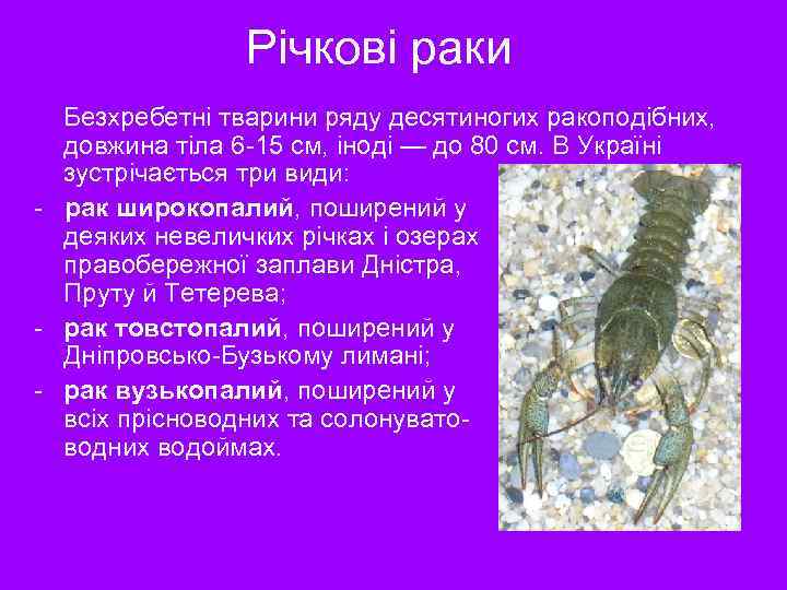 Річкові раки Безхребетні тварини ряду десятиногих ракоподібних, довжина тіла 6 -15 см, іноді —