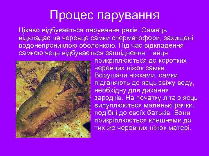 Процес парування Цікаво відбувається парування раків. Самець відкладає на черевце самки сперматофори, захищені водонепрониклою