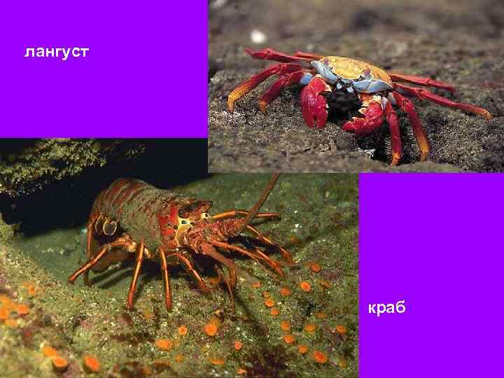 лангуст краб 