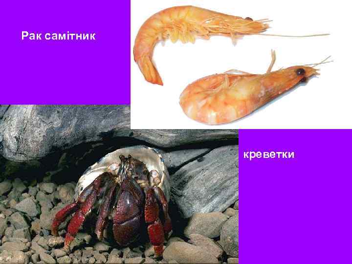 Рак самітник креветки 