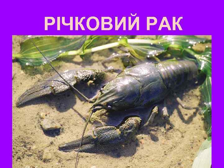 РІЧКОВИЙ РАК 