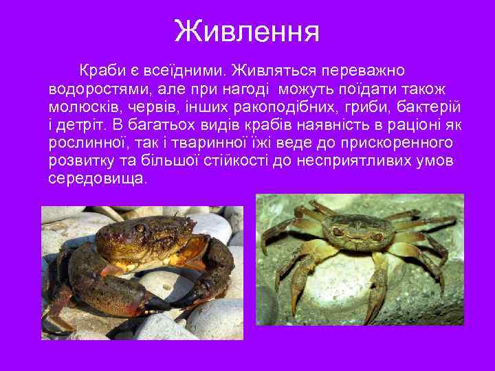 Живлення Краби є всеїдними. Живляться переважно водоростями, але при нагоді можуть поїдати також молюсків,