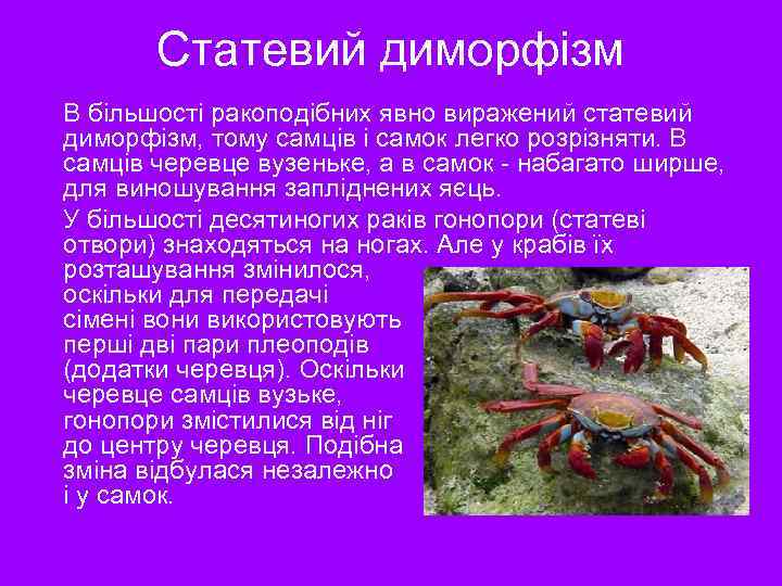 Статевий диморфізм В більшості ракоподібних явно виражений статевий диморфізм, тому самців і самок легко
