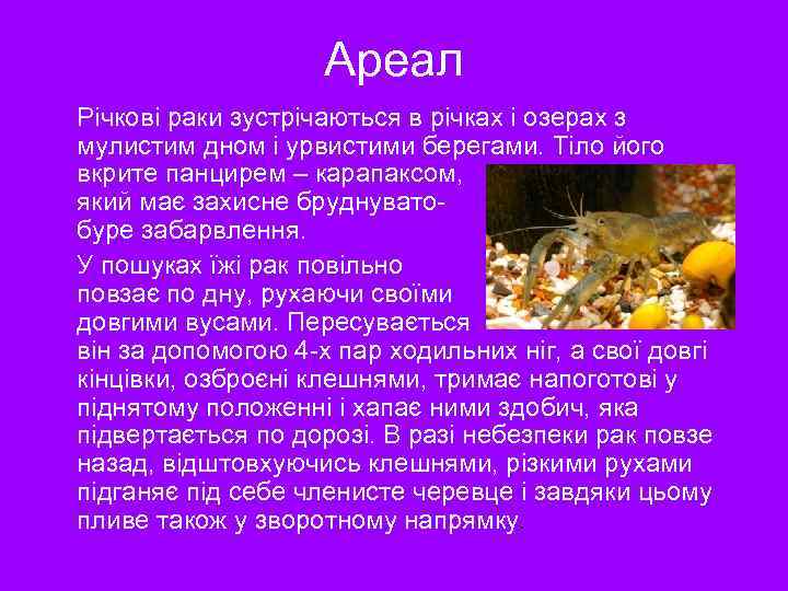 Ареал Річкові раки зустрічаються в річках і озерах з мулистим дном і урвистими берегами.