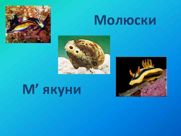 Молюски М’ якуни 