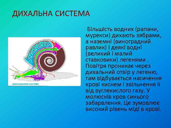ДИХАЛЬНА СИСТЕМА Більшість водних (рапани, мурекси) дихають зябрами, а наземні (виноградний равлик) і деякі
