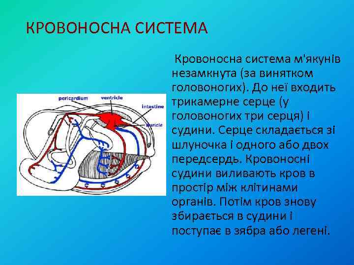 КРОВОНОСНА СИСТЕМА Кровоносна система м'якунів незамкнута (за винятком головоногих). До неї входить трикамерне серце