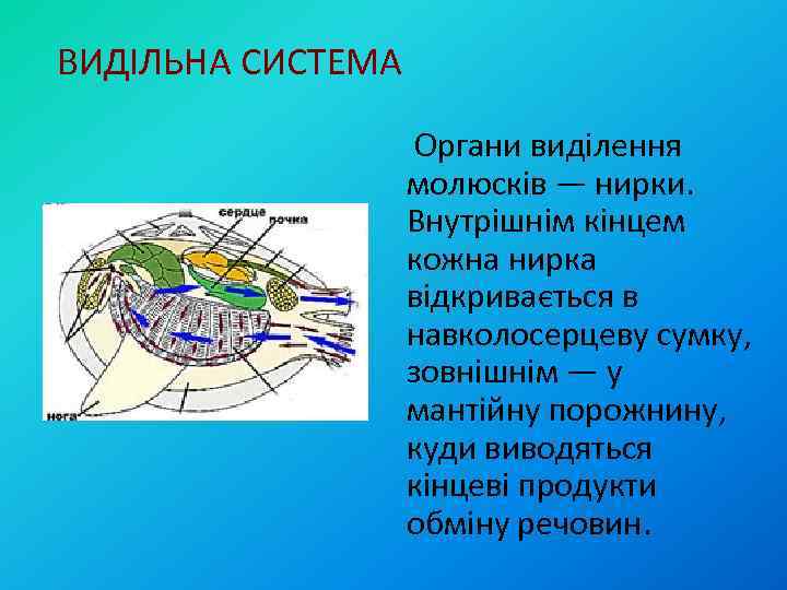 ВИДІЛЬНА СИСТЕМА Органи виділення молюсків — нирки. Внутрішнім кінцем кожна нирка відкривається в навколосерцеву