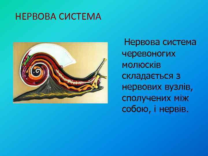 НЕРВОВА СИСТЕМА Нервова система черевоногих молюсків складається з нервових вузлів, сполучених між собою, і