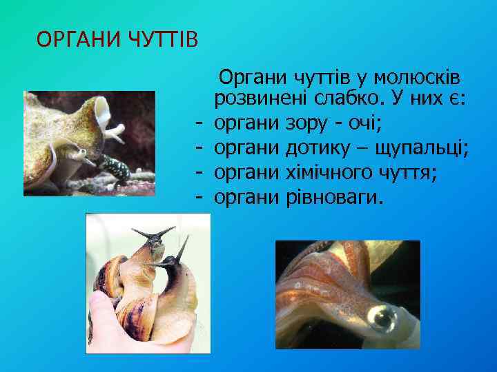 ОРГАНИ ЧУТТІВ - Органи чуттів у молюсків розвинені слабко. У них є: органи зору