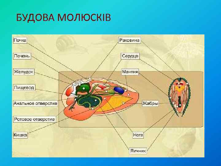 БУДОВА МОЛЮСКІВ 