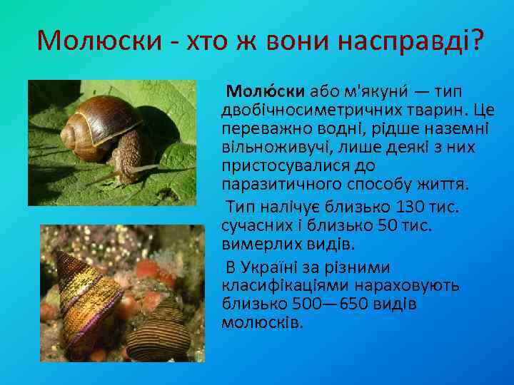 Молюски - хто ж вони насправді? Молю ски або м'якуни — тип двобічносиметричних тварин.