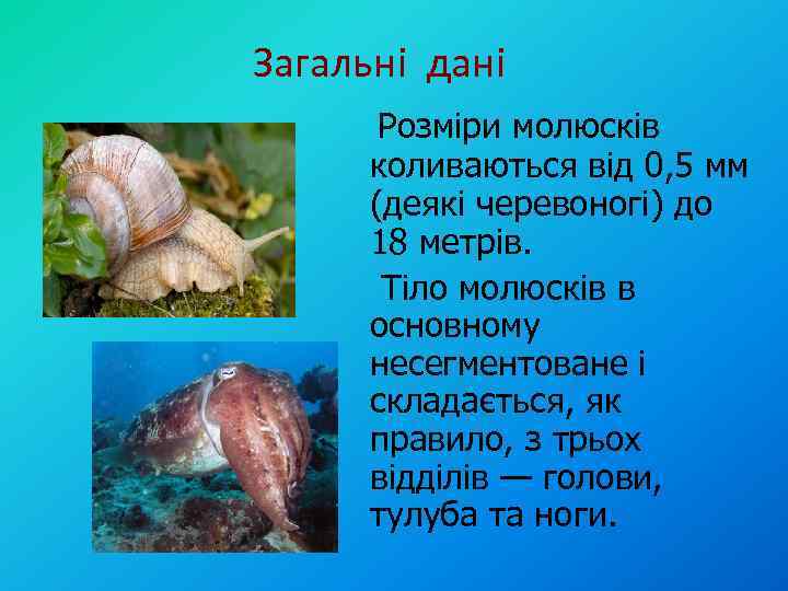 Загальні дані Розміри молюсків коливаються від 0, 5 мм (деякі черевоногі) до 18 метрів.