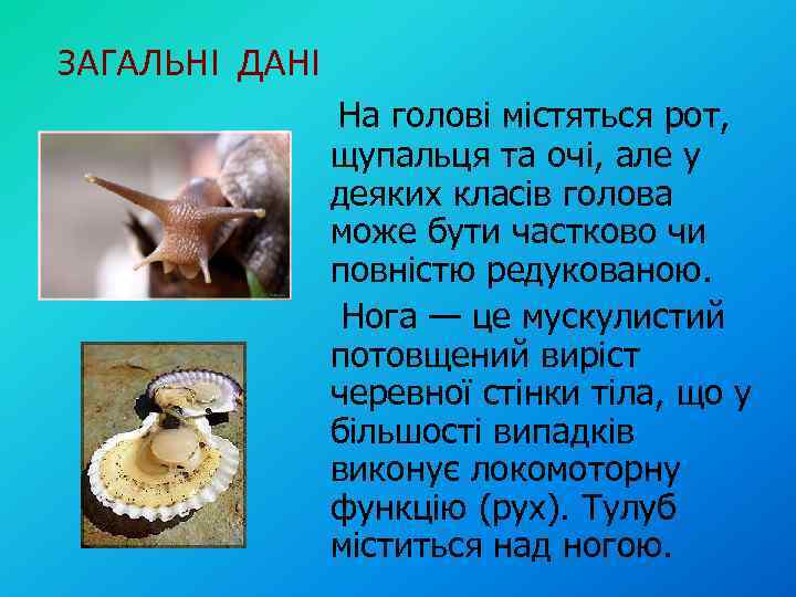 ЗАГАЛЬНІ ДАНІ На голові містяться рот, щупальця та очі, але у деяких класів голова