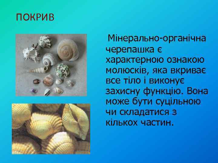 ПОКРИВ Мінерально-органічна черепашка є характерною ознакою молюсків, яка вкриває все тіло і виконує захисну