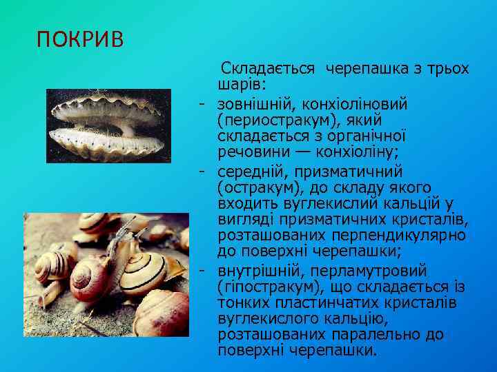 ПОКРИВ Складається черепашка з трьох шарів: - зовнішній, конхіоліновий (периостракум), який складається з органічної