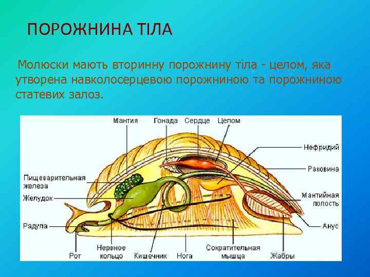 ПОРОЖНИНА ТІЛА Молюски мають вторинну порожнину тіла - целом, яка утворена навколосерцевою порожниною та