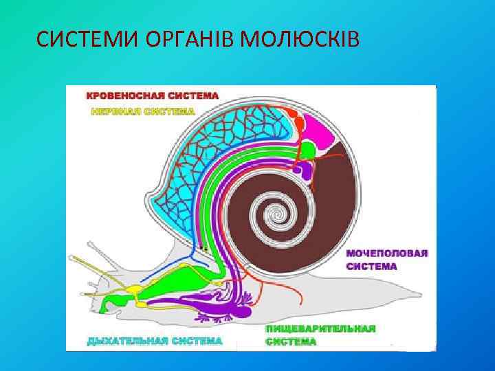 СИСТЕМИ ОРГАНІВ МОЛЮСКІВ 