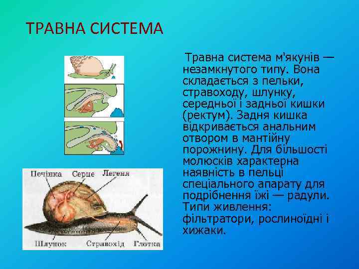 ТРАВНА СИСТЕМА Травна система м'якунів — незамкнутого типу. Вона складається з пельки, стравоходу, шлунку,