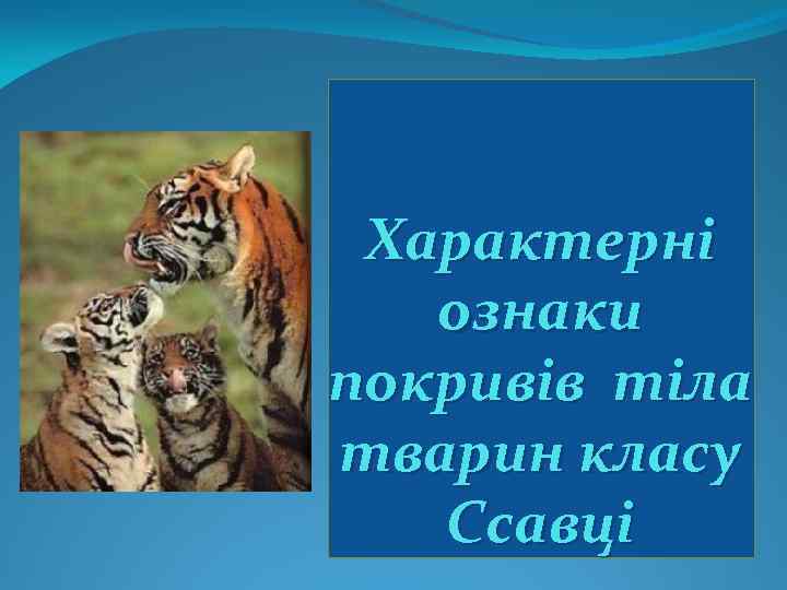 Характерні ознаки покривів тіла тварин класу Cсавці 