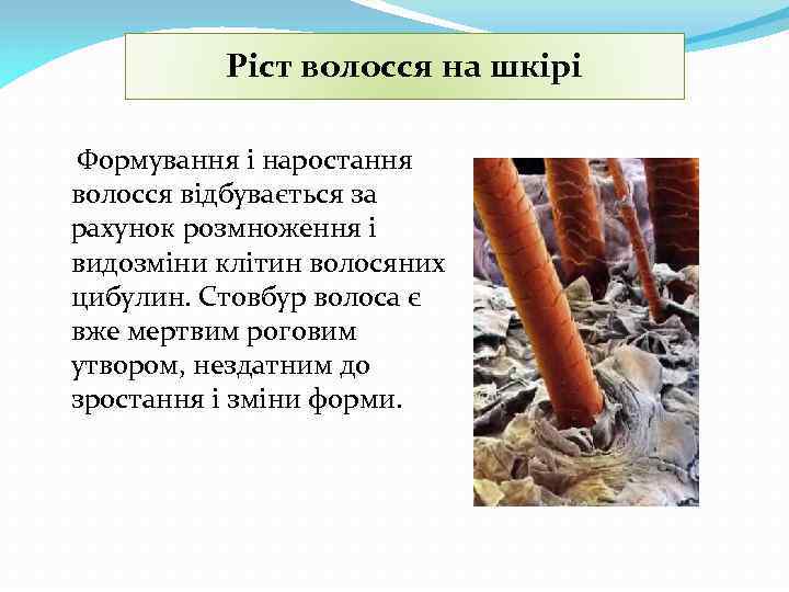 Ріст волосся на шкірі Формування і наростання волосся відбувається за рахунок розмноження і видозміни