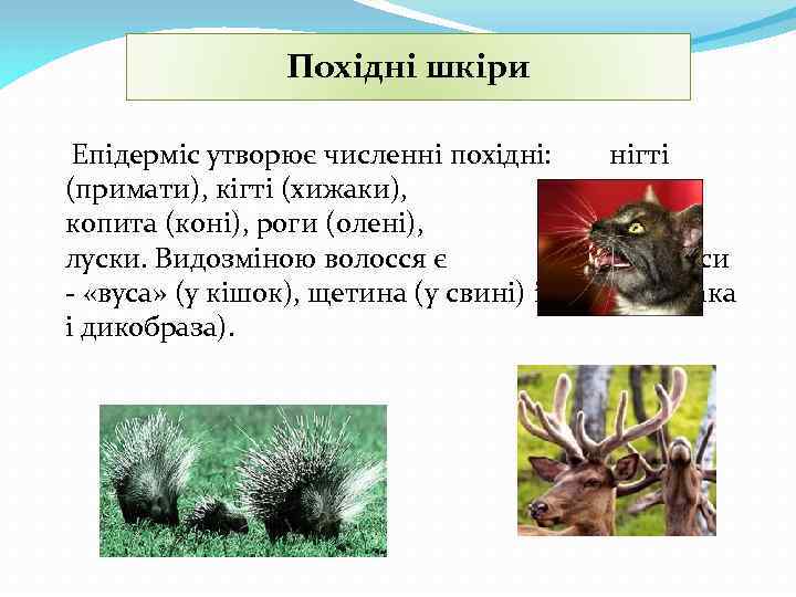 Похідні шкіри Епідерміс утворює численні похідні: нігті (примати), кігті (хижаки), копита (коні), роги (олені),
