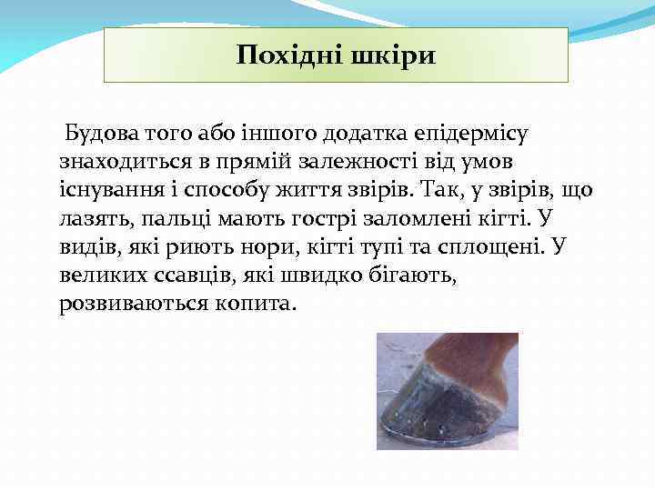 Похідні шкіри Будова того або іншого додатка епідермісу знаходиться в прямій залежності від умов