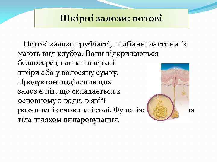 Шкірні залози: потові Потові залози трубчасті, глибинні частини їх мають вид клубка. Вони відкриваються