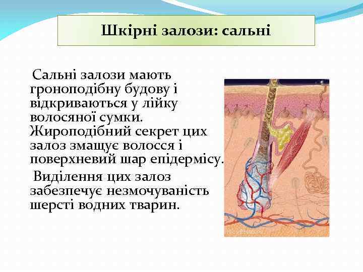 Шкірні залози: сальні Сальні залози мають гроноподібну будову і відкриваються у лійку волосяної сумки.
