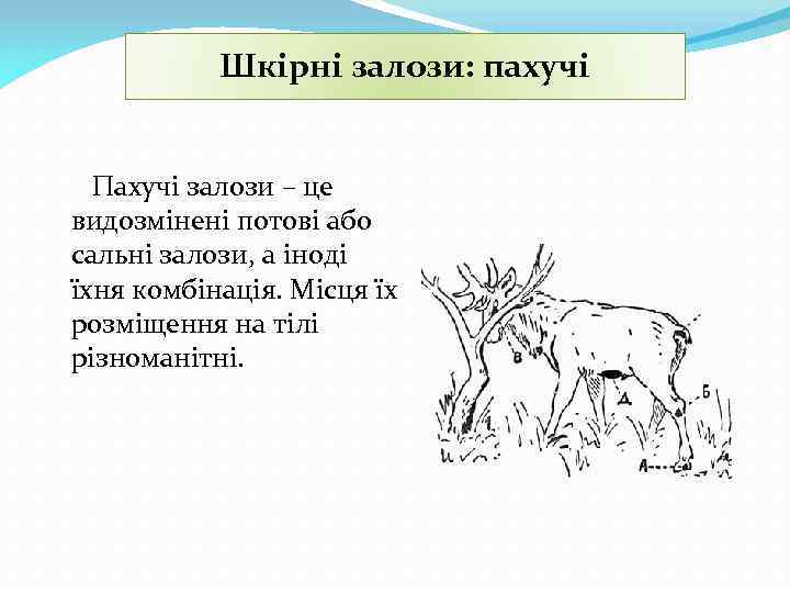 Шкірні залози: пахучі Пахучі залози – це видозмінені потові або сальні залози, а іноді