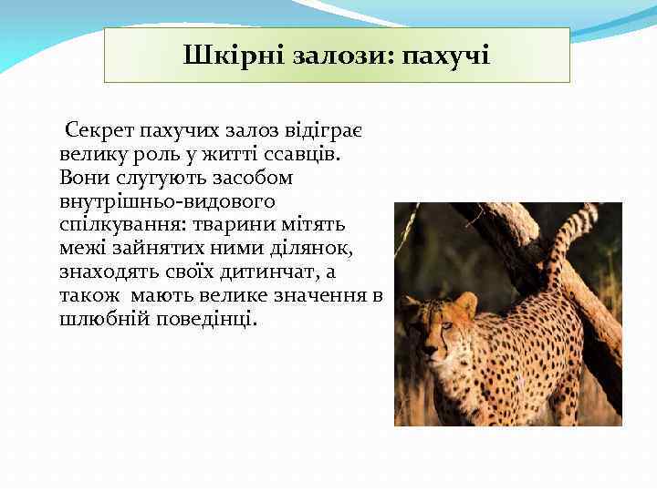 Шкірні залози: пахучі Секрет пахучих залоз відіграє велику роль у житті ссавців. Вони слугують