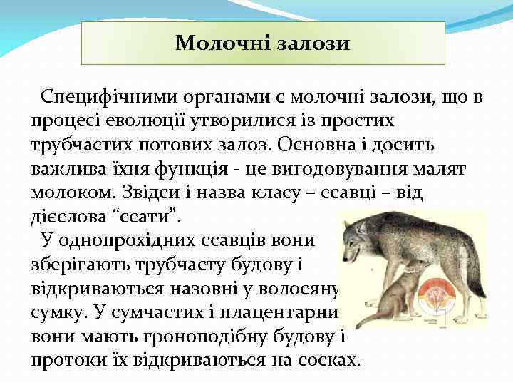 Молочні залози Специфічними органами є молочні залози, що в процесі еволюції утворилися із простих