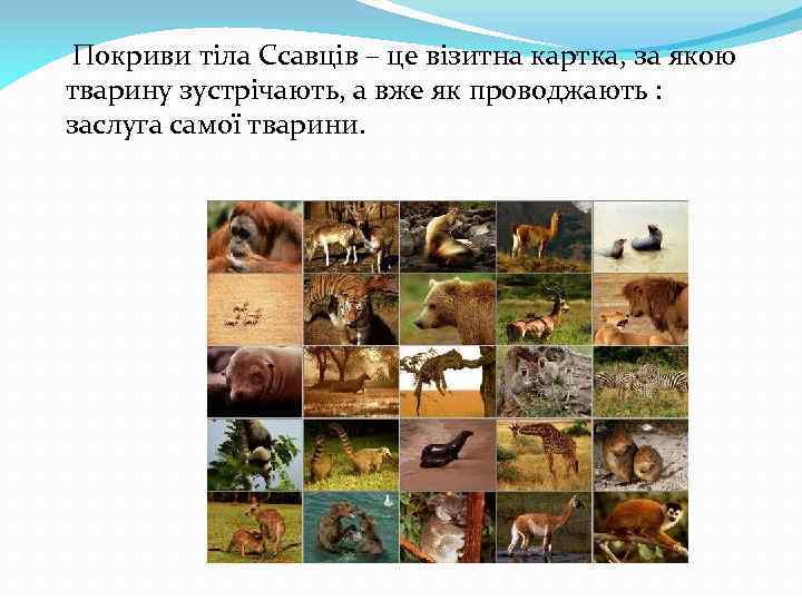 Покриви тіла Ссавців – це візитна картка, за якою тварину зустрічають, а вже як