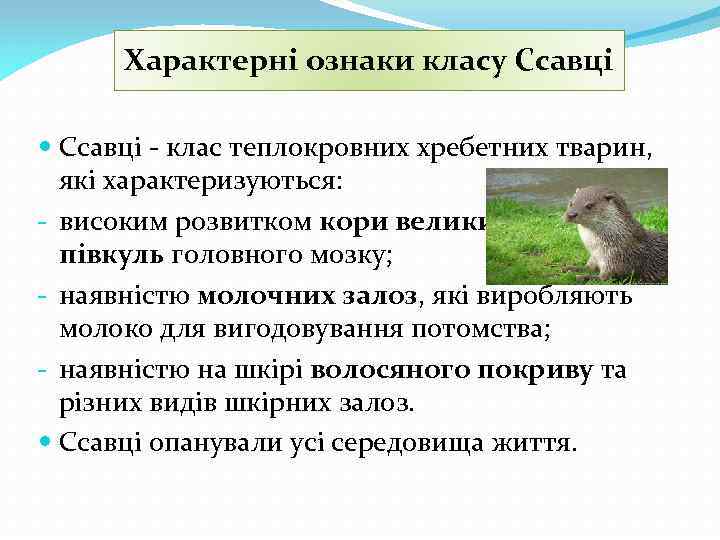 Характерні ознаки класу Cсавці Ссавці - клас теплокровних хребетних тварин, які характеризуються: - високим