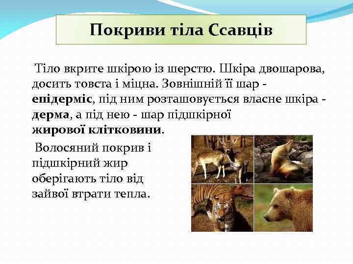 Покриви тіла Ссавців Тіло вкрите шкірою із шерстю. Шкіра двошарова, досить товста і міцна.