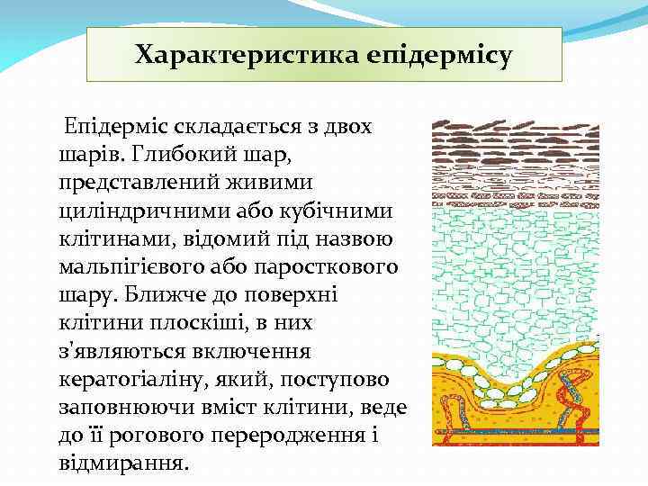 Характеристика епідермісу Епідерміс складається з двох шарів. Глибокий шар, представлений живими циліндричними або кубічними